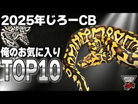[Ball Python] Ranking the most exciting specimens! 10th to 6th place [Jiro CB] #pets #animals #re...