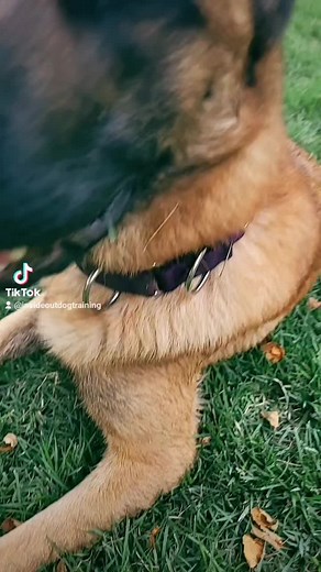 Inside Out Dog Training (@insideoutdogtraining)’s videos with original sound - Inside Out Dog Training
