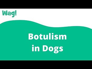 Botulism in Dogs | Wag!