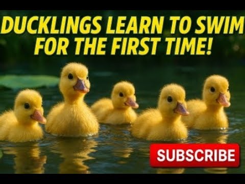 "Ducklings Learn to Swim for the First Time! 🐥💦 | Cute & Funny Baby Ducks Adventure for Kids"