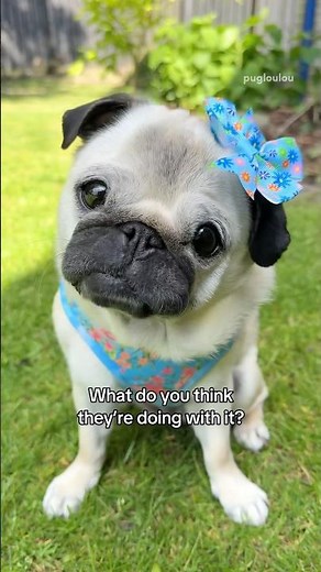 What dogs think we do with their POOP 💩😂🍫 #pug #dog #funny
