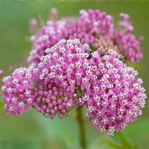 Swamp Milkweed Seeds, (asclepias Incarnata) , 75 Seeds Fast Shipping - Etsy