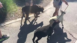 2.8K views · 171 reactions | New ZooFarm arrivals! Clover, a Dwarf Zebu cow, joined her two buddies Alvin and Simon, Southdown Babydoll sheep, at the ZooFarm today! Very friendly and awfully cute, this trio makes a great addition to the Farm family. | The Virginia Zoo | Facebook