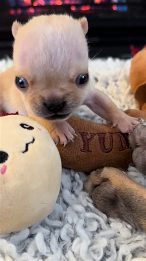 Baby Nicky an his first toy 🧸💙 | cactus toy baby