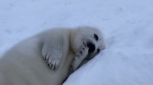 Je suis présentement dans le beau village de Lourdes-de-Blanc-Sablon sur la côte nord. On est ici pour documenter la venue des phoques du Groenland sur les côtes, nouveau phénomène causé par l'absence de glace dans le golfe Saint-Laurent, résultat des changements climatiques. Voici une petite vidéo d'un jeune blanchon qui en arrache. Merci infiniment à PASCAN AVIATION et à AIR LIAISON car sans ces deux partenaires, ce voyage aurait été difficilement possible. | Mario Cyr - Page officielle