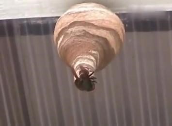 实拍：马蜂筑巢的全过程