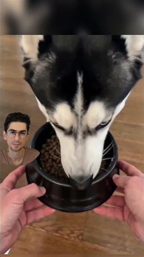 Mi perro es demasiado astuto y siempre evitar tomarse su pastilla