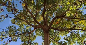 Conheça árvore de "odor desagradável" e "flores fétidas"