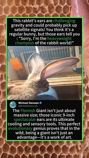 This Rabbit Has Giant Radar Ears! 🐰📡 Meet the Flemish Giant!