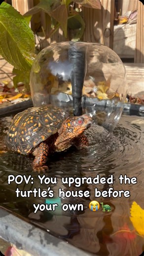 Adrian Eastern Box Turtle on Instagram: "POV: You upgraded the turtle’s house before your own 😭🐢 Just added a little something to our pond! 🐢💧 Installed a solar pond filter for our little pond, and it’s been such a fun project! The turtles are loving their space even more now. 🌞 It was super easy to set up and has made our backyard feel even more peaceful. Definitely a project the whole family enjoyed working on together. Can’t wait for more sunny days by the pond! https://share.poposoapsol