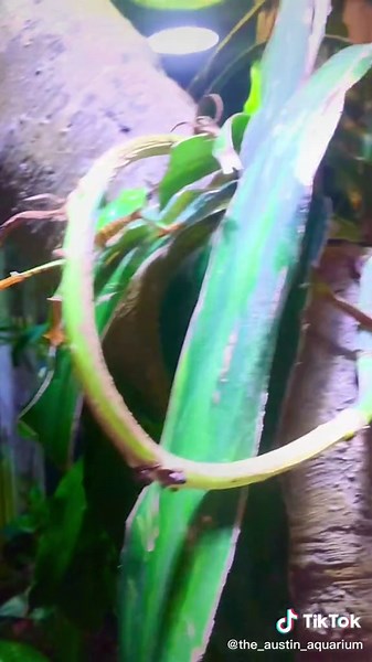 Mesmerizing Frog Jump in Slow Motion