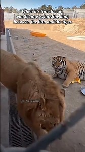 Lions always eat before tigers
