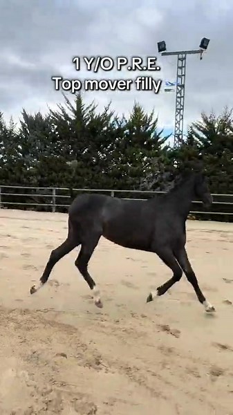 Caballos de alta calidad disponibles para adopción y reubicación. Cariñosos, bien entrenados y listos para encontrar un nuevo hogar. #CaballosEnAdopción #ReubicaciónDeCaballos #AdoptaNoCompres #RescateEquino #AmantesDeLosCaballosUnidos
