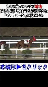 #落馬 #放馬 ラチを破壊した時に#カラス が一斉に飛び立つ所をキョトンと見る 現地映像 #スティルザワン