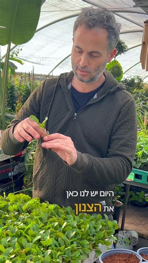 3 ירקות חורף שכדאי לשתול עכשיו#שתילים #משתלהבמרכז #ירקות #גינה #הידרופוניקה