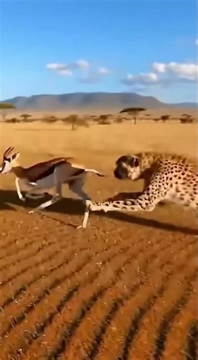 Fastest Hunt on Earth – Cheetah’s Final Sprint #Wildlife #Cheetah #AnimalChase #Savanna