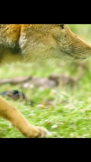 How The Fox Works #tiktok #fyp #animalworld #amazinganimals #tibetanfox #fox #reelsfb | Do you Know?