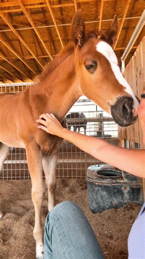 Born May 23rd and still the sweetest boy! The Goodbye Lane X Dash Ta Firewater #goodbyelane #barrelhorse #babyhorse #horse