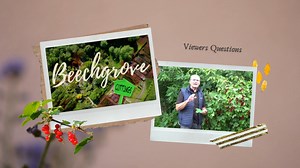 A very currant problem for George, but with an easy solution. 🌳 | Beechgrove Garden