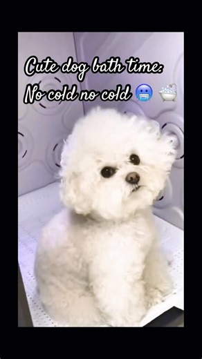 No cold no cold! #bathtime #puppylove #puppycute #minivlog #cute #dailyvlog #shorts #reels #funny