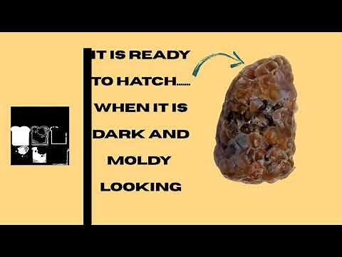 HOW TO HATCH MYSTERY SNAIL EGGS! [HATCHING CLUTCHES THE EASY WAY] #mysterysnails