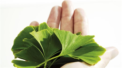 Ginkgo biloba: váratlan mellékhatásokat okozhat – Mikor tilos szedni? - Házipatika