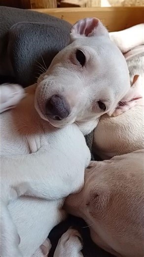 Italian Greyhound Puppies Sleeping Like THIS 🥹🐾 IG Puppy Cuteness Overload