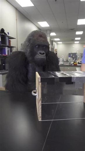 You could take Gorilla’s word that our tape is 2x stronger, but showing you is more fun. 💪 #gorillaglue #diy #handmade #art #homedecor #design #craft #doityourself #woodworking #crafts #home #interiordesign #diyprojects #homemade #decor #diyhomedecor #wood #instagoods #diyproject | The Gorilla Glue Company