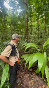 🇺🇸 Batesian mimicry is the phenomenon by which two or more species are similar in appearance, but only one of them is armed with defense mechanisms against predators (spines, stingers, toxic chemicals or even unpleasant taste), while its apparent double lacks these features. The second species has no defense other than resemblance to the first, which confers protection, since predators associate resemblance with some previous bad experience. Batesian mimicry was named after Henry Walter Bates,