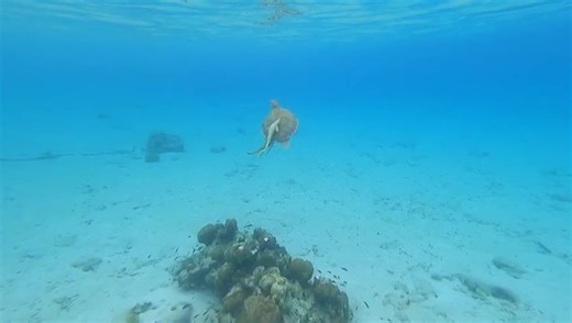 33 reactions | The remora is a fish species that can suck themselves...