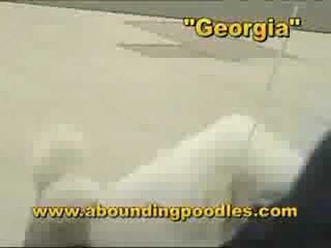 Toy Poodle At Dog Show Competition