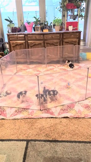 Last Parti Yorkie video today! I promise! lol They are so cute and Intertaining | Richmond Kennel