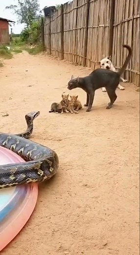 Protection Kicked up with Dust as Mother Cat Saves Kittens from Python Attack