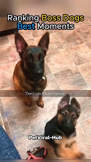 Ranking Dogs Who Think They’re The Boss