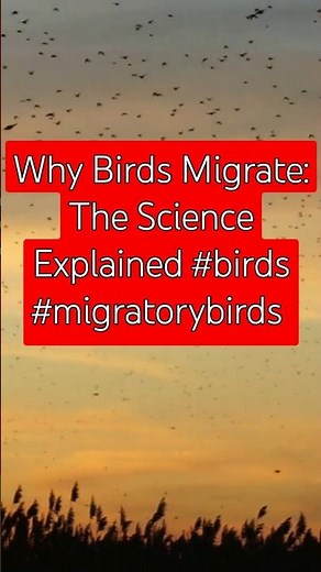 Why Birds Migrate: The Science Explained #birds #migratorybirds