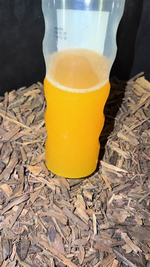 Join the Excitement of TST Suraren Wuta Classes