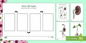 Life Cycle of a Bean Worksheet and Resource Pack