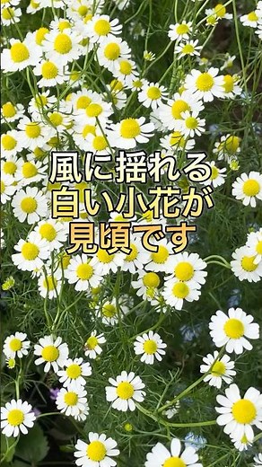 今が見頃ジャーマンカモミール#ガーデニング#gardening#shorts #ハーブ#ジャーマンカモミール#たいやきのガーデニング