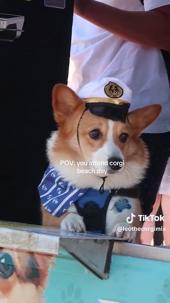 Fun and Adorable Corgi Beach Day with Lots of Corgi Friends