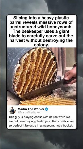 MASSIVE HONEY HARVEST WITH ONE BLADE