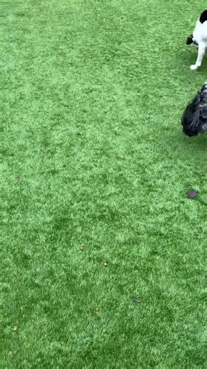 Time to head outside for play and a snack | The Dog Hut
