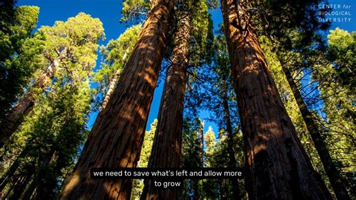 4K views · 118 reactions | Mature and old-growth forests are a vital...