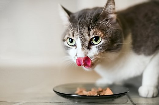 Can Cats Eat Raw Fish? How To Cook Fish To Feed A Cat - Cuteness
