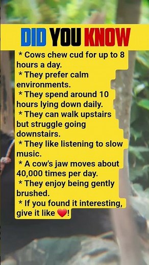 Some incredible facts about cows that you might not have known before! 🐄✨