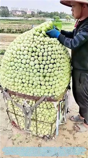 Stacking the Harvest: Why Order Turns Greens into Gold