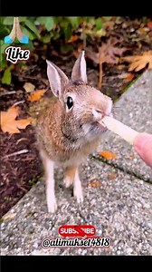 From Rescue to Adorable! My Baby Bunny’s Transformation 🐇✨#animals #love #cutestmoments #shortfeed