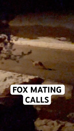 FOX CALLING FOR A MATE #hunting #fox #coyote #wildlife #outdoors #nature #deerhunting #deer