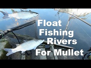How to Catch Hard Fighting River Mullet Float Fishing Breadflake