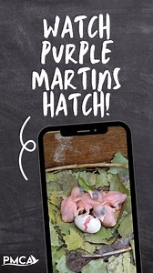 Purple Martins are hatching on our Purple Martin NestCam! Don't miss the moment that these nestlings meet the world. www.twitch.tv/purplemartinconservation https://www.youtube.com/live/8QODLLwtKME #PurpleMartins #Birds #Conservation #NestCam #LiveCam #Eggs #Incubation #Nest #Research #Education #Outreach | Purple Martin Conservation Association