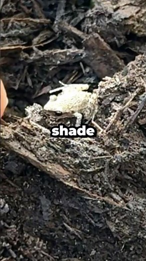 How Does Shade Cloth Protect Your Soil and Plants? #shorts
